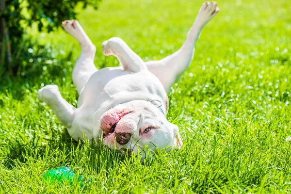 Beyaz Amerikalı zorba köpek erkek ve dışarıda yeşil çimlerin üzerinde oyuncağı var. Orta büyüklükte bir köpek..