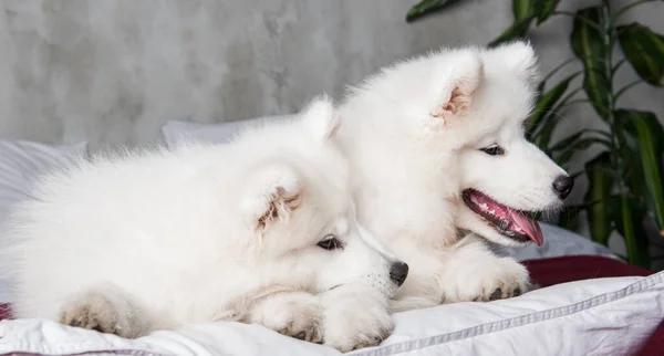 Dois Engraçado Branco Fofo Samoyed Cães Cachorros Cama Vermelha Fundo — Fotografia de Stock