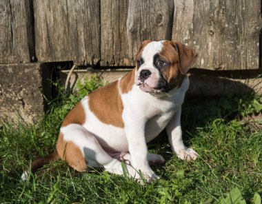Red American Bulldog puppy dog is walking on nature