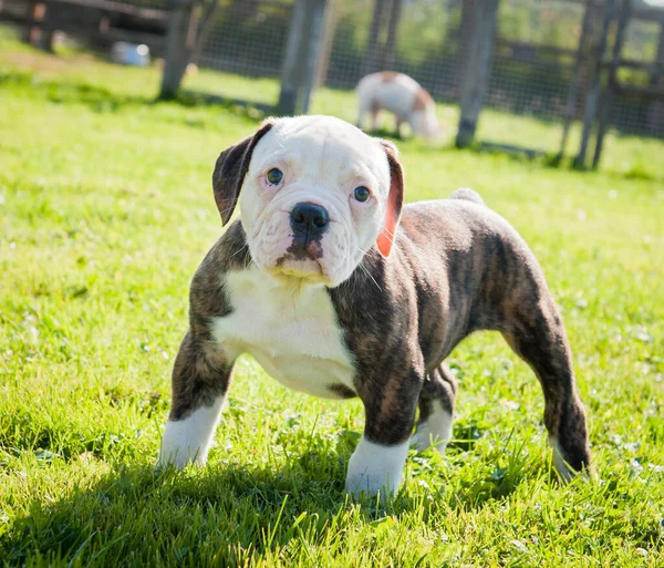 Casaco de brindle engraçado American Bulldog cachorro cão — Fotografia de Stock