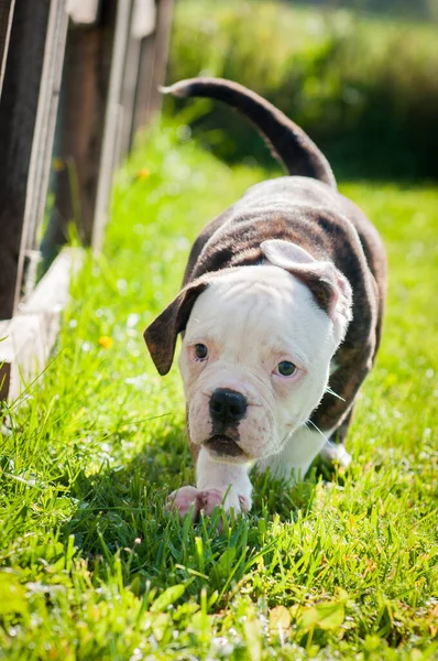 Brindle coat American Bulldog puppy dog is moving on nature on green grass — стоковое фото