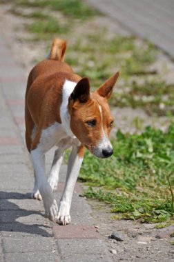 Kırmızı Basenji köpeği bahçede yol boyunca koşuyor.
