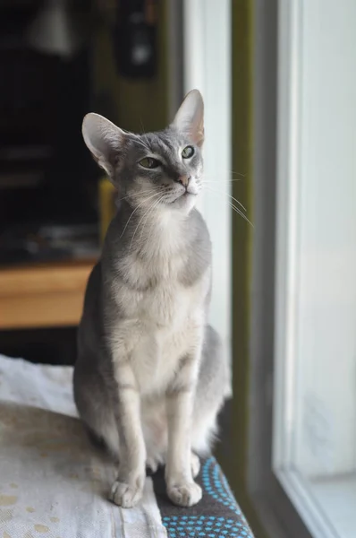Oriental shorthair cat sits on the window — Stok fotoğraf