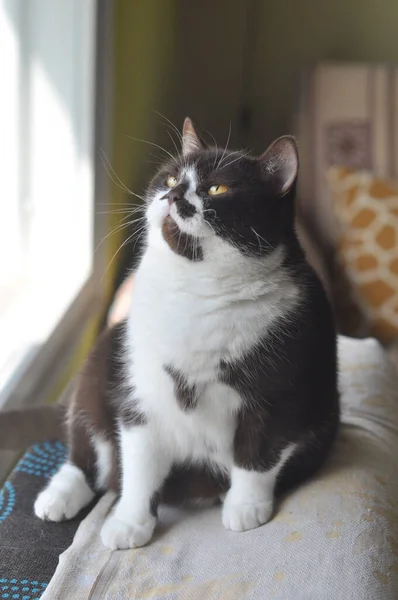 British Short hair cat with bright yellow eyes — Photo