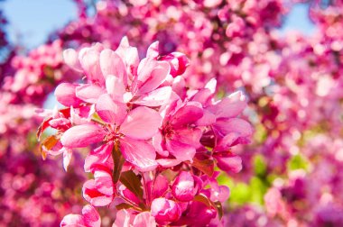 Çiçek açmış elma ağacı. Pembe çiçek arkaplanı.