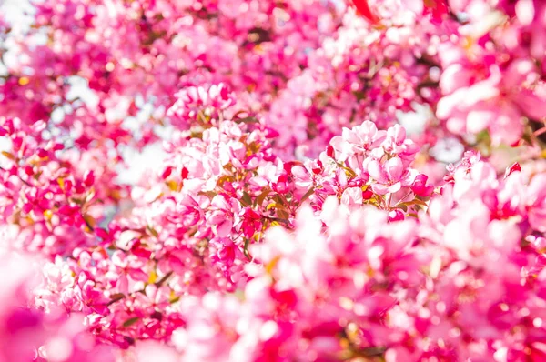 Manzano Flor Fondo Floral Rosa — Foto de Stock