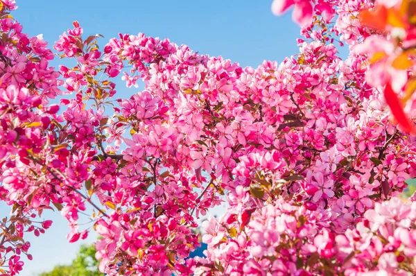 Manzano Flor Fondo Floral Rosa — Foto de Stock