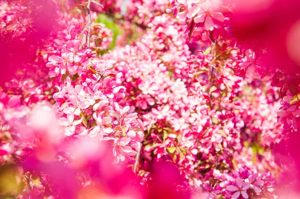 Manzano Flor Fondo Floral Rosa — Foto de Stock