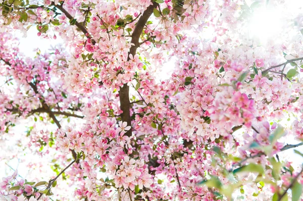 Çiçek açmış elma ağacı. Pembe çiçek arkaplanı.