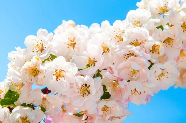 Flores Blancas Floreciendo Manzano Hermoso Fondo — Foto de Stock