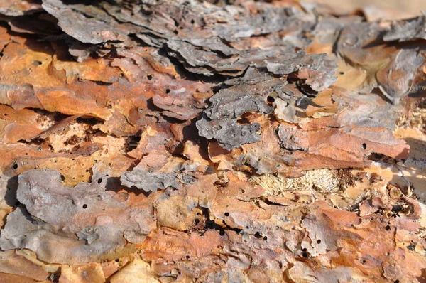 Struktura kůry borovic. Detail námořní borovice kůra s drsným povrchem jako pozadí — Stock fotografie