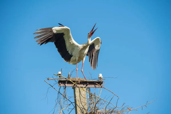 美しい1つの白いコウノトリ｜Ciconia ciconia sings on blue sky — ストック写真