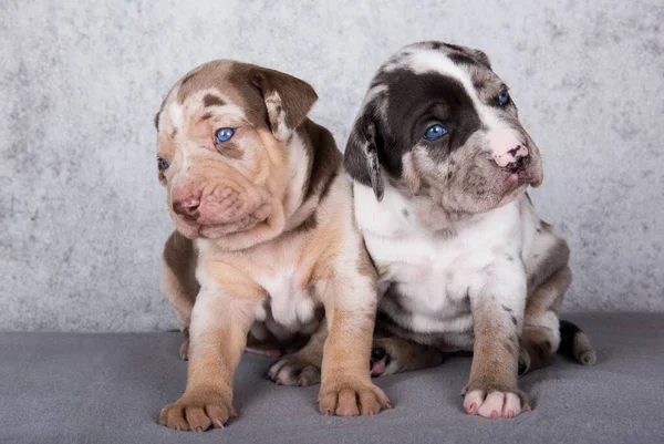 Two Louisiana Catahoula Leopard Dogs Puppies Sitting Gray Background — Stock Photo, Image