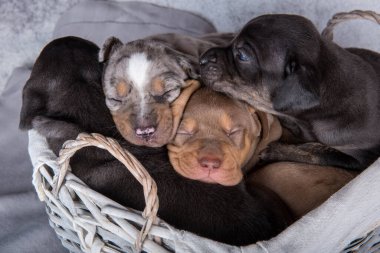 Dört komik Louisiana Catahoula Leopar Köpekleri sepette gri arka planda oturuyorlar..