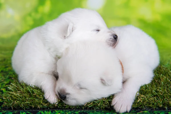 Two White Fluffy Small Samoyed Puppies Dogs Lying Green Background — Stock Photo, Image