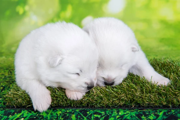 Two White Fluffy Small Samoyed Puppies Dogs Lying Green Background — Stock Photo, Image