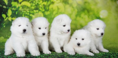 Beş kabarık tüylü küçük Samoyed köpekleri yeşil yaz ya da bahar arka planında oturuyorlar..