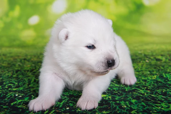 Wit Pluizig Klein Samoyed Puppy Hond Twee Weken Oud Groen — Stockfoto