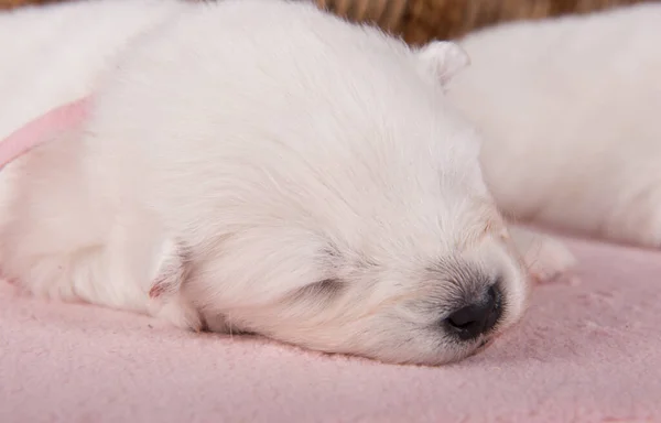 Білий Пухнастий Маленький Самогубний Цуценячий Собака Два Тижні Рожевому Фоні — стокове фото