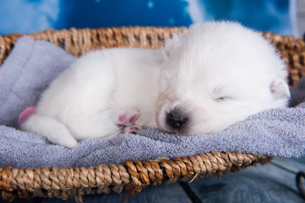 Wit Pluizig Klein Samoyed Puppy Hondje Een Mandje Voor Blauwe — Stockfoto