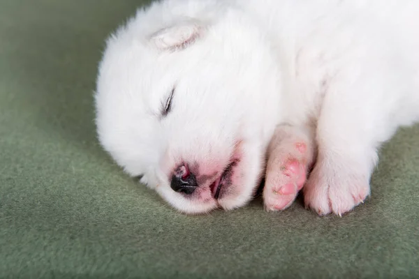 White Fluffy Small Samoyed Puppy Dog Green Blanket — Stock Photo, Image