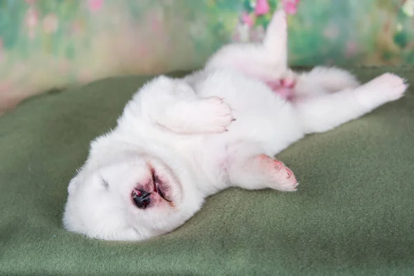 Witte Pluizige Kleine Samoyed Puppy Hond Groene Deken — Stockfoto