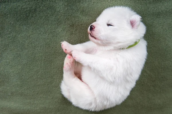 Branco Fofo Pequeno Cachorro Samoyed Cachorro Cobertor Verde — Fotografia de Stock
