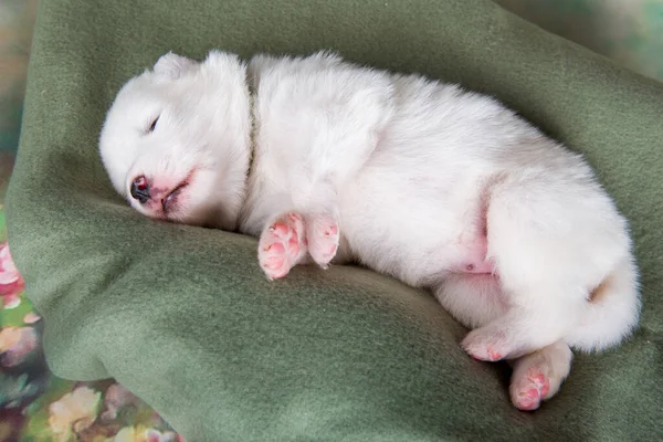 Witte Pluizige Kleine Samoyed Puppy Hond Groene Deken — Stockfoto