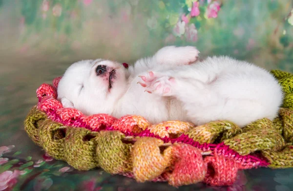 Witte Pluizige Kleine Samoyed Puppy Hond Slaapt Gebreide Warme Sjaal — Stockfoto
