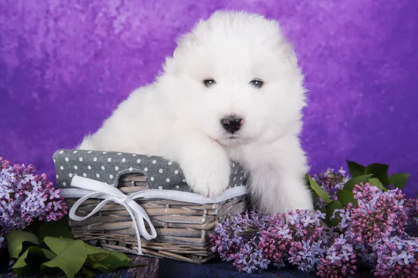 White Fluffy Small Samoyed Puppy Dog Sitting Purple Background Lilac — Stock Photo, Image