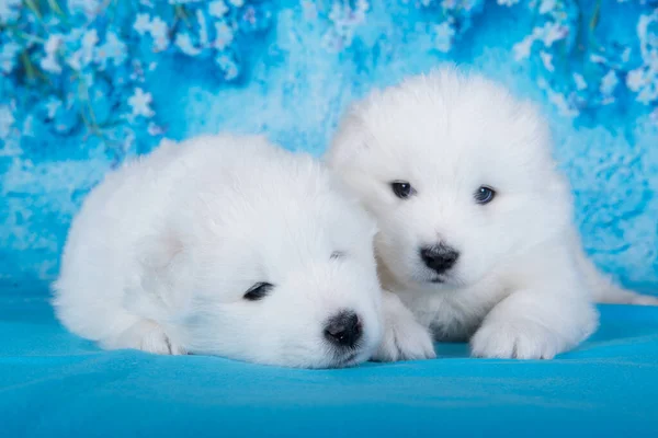 Deux Petits Chiens Samoyed Moelleux Blancs Sont Assis Sur Fond — Photo