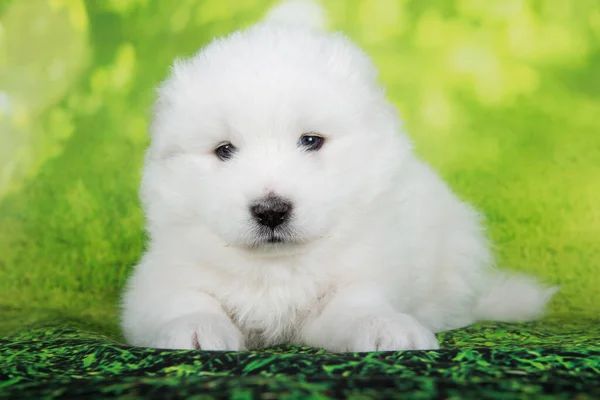 Blanco Peludo Pequeño Perro Cachorro Samoyed Está Sentado Verde Verano —  Fotos de Stock