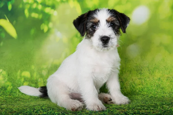 Jack Russell Terrier Cucciolo Rotto Rivestito Cane Uno Sfondo Verde — Foto Stock