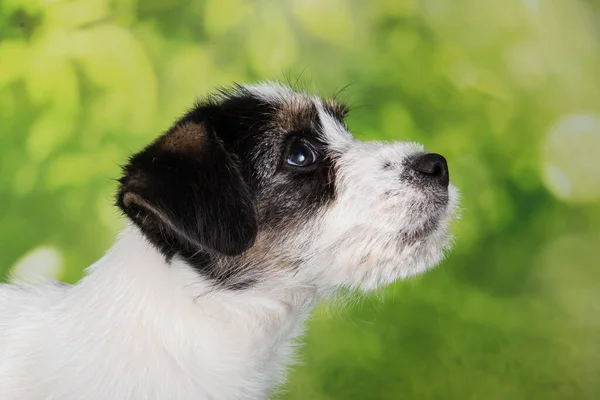 Jack Russell Terrier Welpe Zerbrochener Hund Auf Grünem Hintergrund — Stockfoto