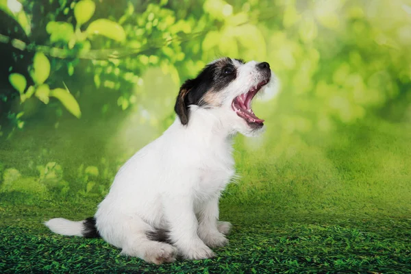 Jack Russell Terrier Cachorro Perro Con Recubrimiento Roto Sobre Fondo — Foto de Stock