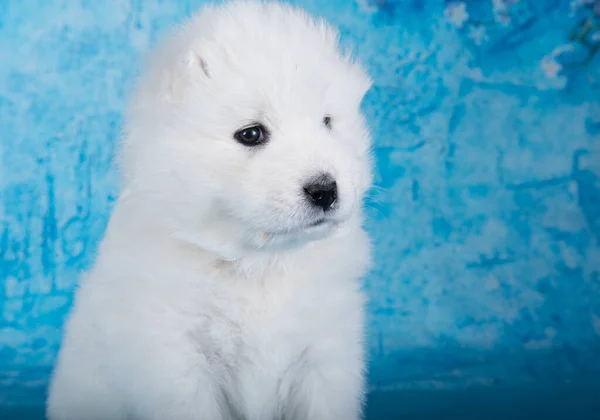 白いふわふわの小さなサモイドの子犬の犬のクローズアップは青い花と青の背景に座っています — ストック写真