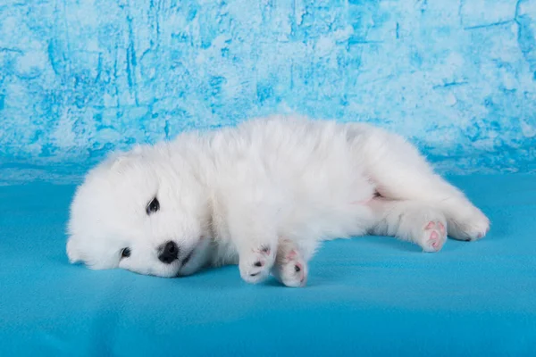 Wit Pluizig Klein Samoyed Puppy Hond Slapen Blauwe Achtergrond — Stockfoto