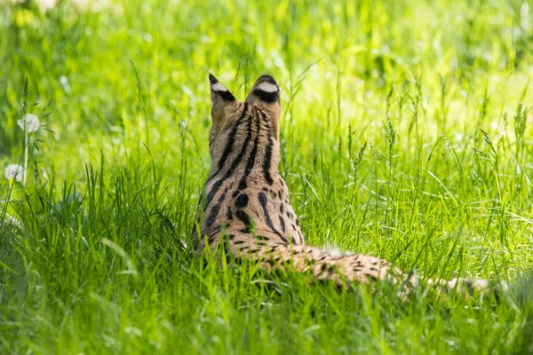 Serval Leptailurus Otların Üzerinde Dinleniyor — Stok fotoğraf