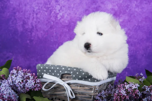 White Fluffy Small Samoyed Puppy Dog Sitting Purple Background Lilac — Stock Photo, Image