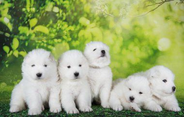 Beş kabarık tüylü küçük Samoyed köpekleri yeşil yaz ya da bahar arka planında oturuyorlar..