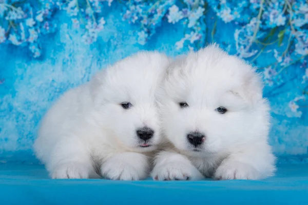 Δύο Λευκά Αφράτα Μικρά Σκυλιά Samoyed Κουτάβια Κάθονται Μπλε Φόντο — Φωτογραφία Αρχείου