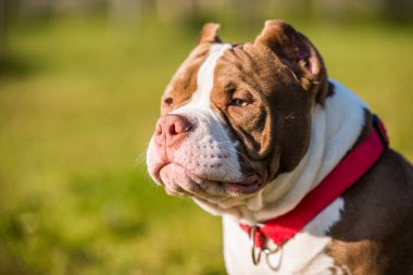 Çikolata rengi Amerikan zorba köpek yavrusu yeşil çimlerin üzerinde. Orta boylu, kaslı bir köpek.