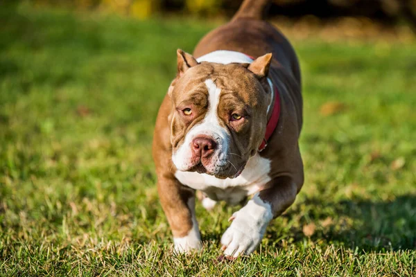 Chocolate Marrón Color Hembra American Bully Cachorro Perro Mueve Perro —  Fotos de Stock