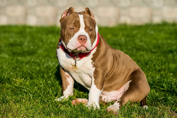 Chocolate Color Marrón American Bully Perro Macho Está Hierba Verde —  Fotos de Stock