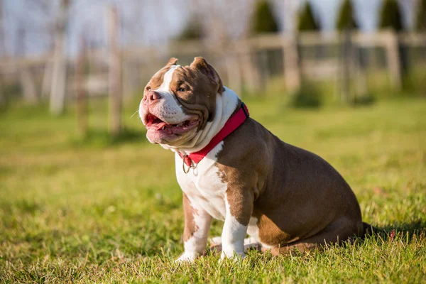 Chocolade Bruine Kleur American Bully Puppy Hond Groen Gras Middelgrote — Stockfoto