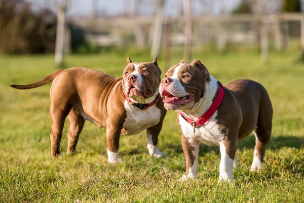 Two Chocolate brown color American Bully dogs are walking and playing. Medium sized dogs with muscular body