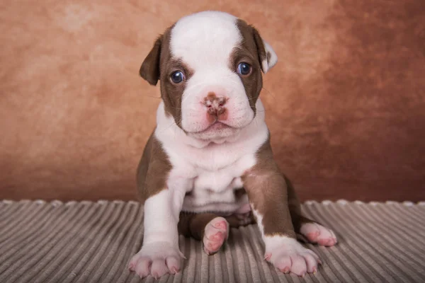 Divertido Chocolate Marrón Color American Bullies Cachorro Perro Está Sobre — Foto de Stock