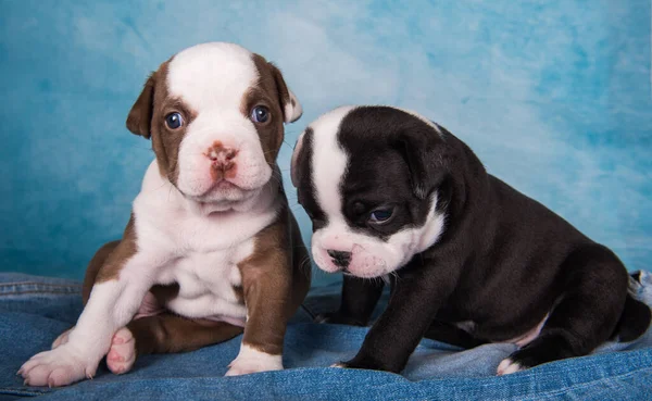 Two funny American Bullies puppies chocolate brown and black color on blue jeans background