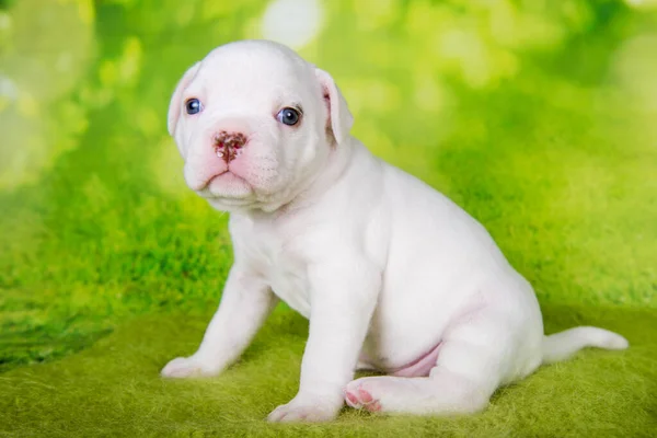 White Color Coat American Bullies Puppy Dog Green Background — Stock Photo, Image