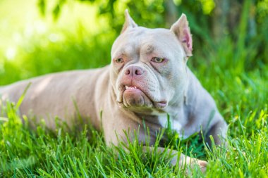Cep leylağı renginde Amerikan Bully köpeği manzarası dışarıda. Orta büyüklükte bir köpek.